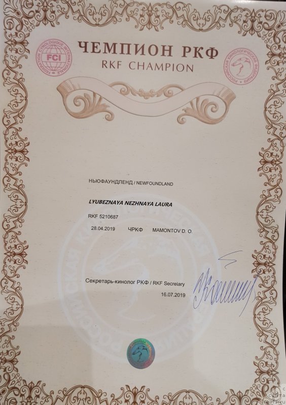 Фото: ньюфаундленд Lyubeznaya Nezhnaya Laura (Любезная Нежная Лаура)