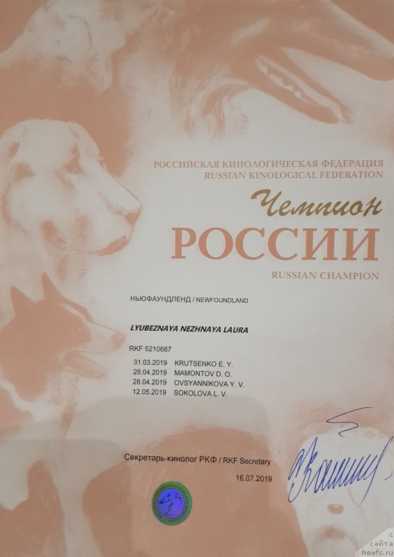 Фото: ньюфаундленд Lyubeznaya Nezhnaya Laura (Любезная Нежная Лаура)