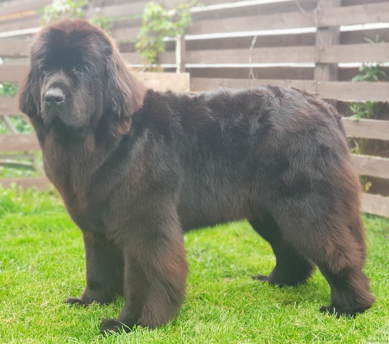 Фото: ньюфаундленд Lyubeznaya Nezhnaya Laura (Любезная Нежная Лаура)