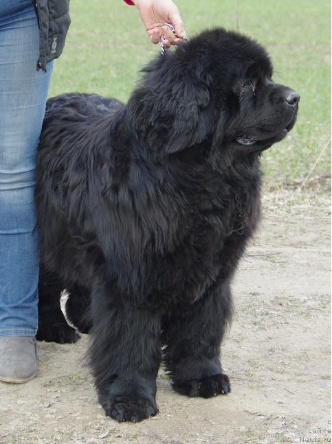 Фото: ньюфаундленд Catch All Eyes And Hearts Tender Ebony