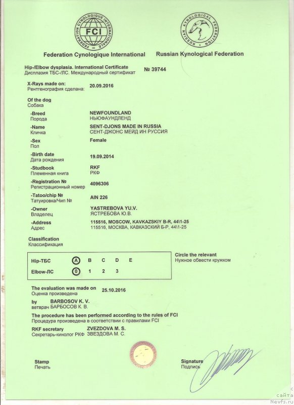 Фото: ньюфаундленд Sent Djons Made in Russia (Сент Джонс Мейд ин Руссия)
