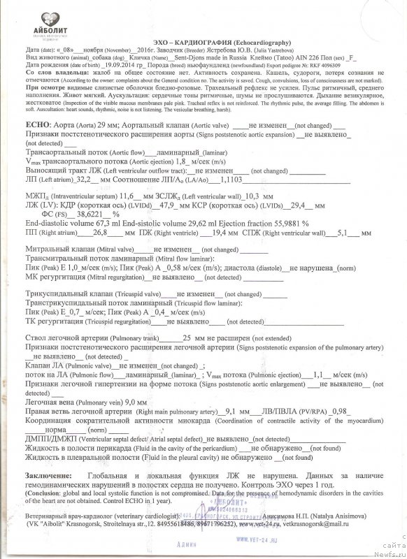 Фото: ньюфаундленд Sent Djons Made in Russia (Сент Джонс Мейд ин Руссия)