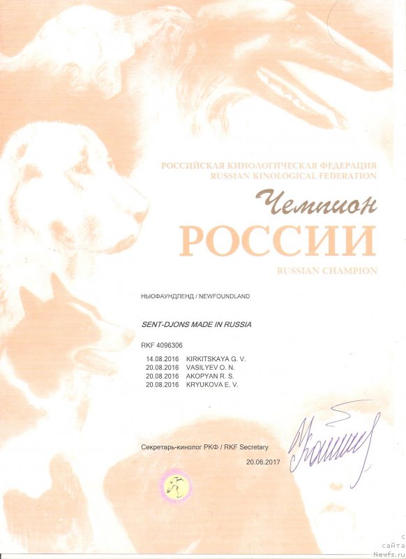 Фото: ньюфаундленд Sent Djons Made in Russia (Сент Джонс Мейд ин Руссия)