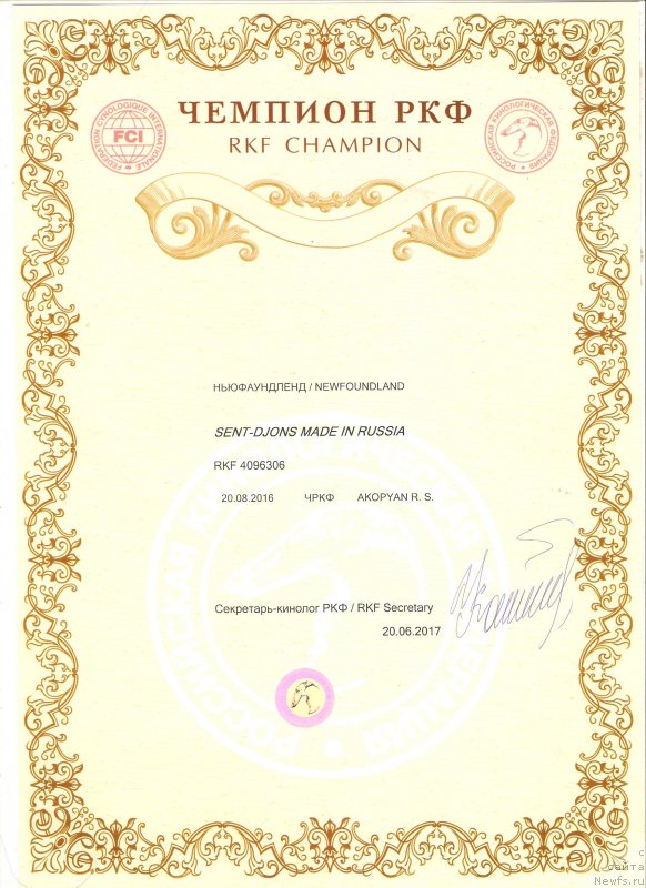 Фото: ньюфаундленд Sent Djons Made in Russia (Сент Джонс Мейд ин Руссия)