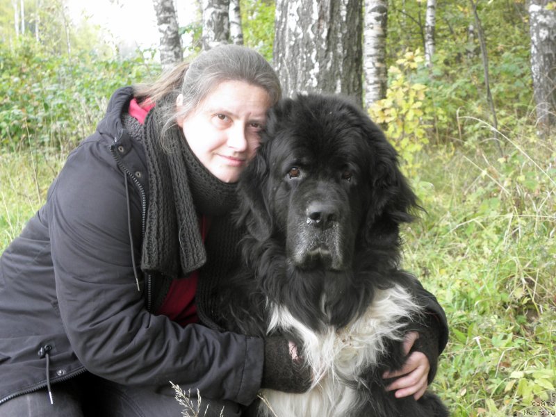 Фото: ньюфаундленд Starbimovlav Gardemarin (Старбимовлав Гардемарин), Alla Tuzkova (Алла Тузкова)