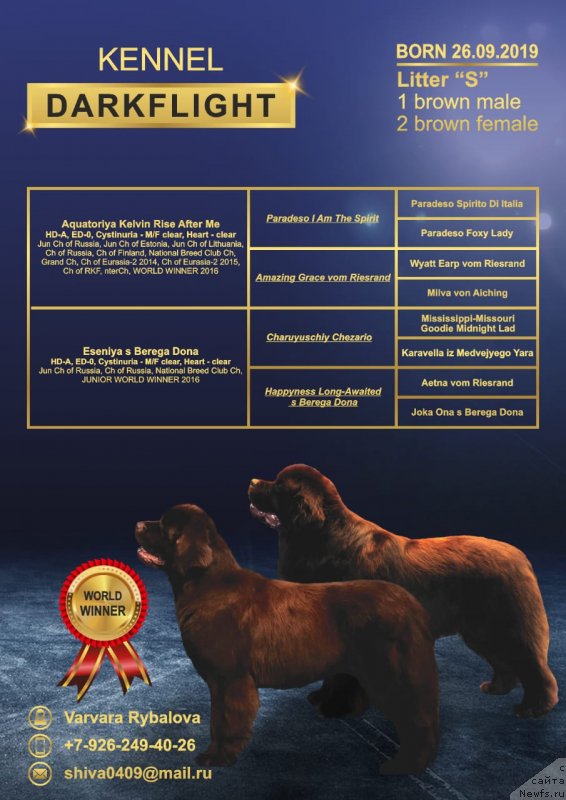 Фото: ньюфаундленд Eseniya s Berega Dona (Есения с Берега Дона)