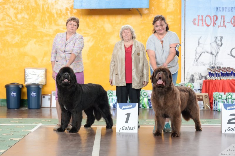 Фото: ньюфаундленд Darkflight Itta (Даркфлайт Итта)