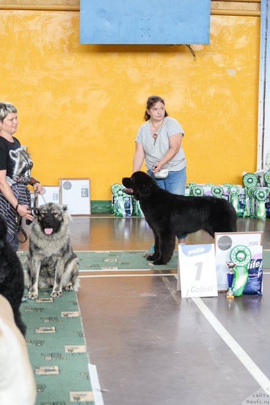 Фото: ньюфаундленд Darkflight Itta (Даркфлайт Итта)