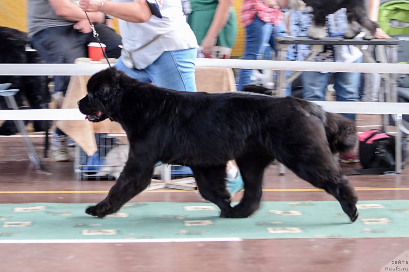 Фото: ньюфаундленд Darkflight Itta (Даркфлайт Итта)