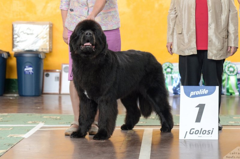 Фото: ньюфаундленд Darkflight Itta (Даркфлайт Итта)