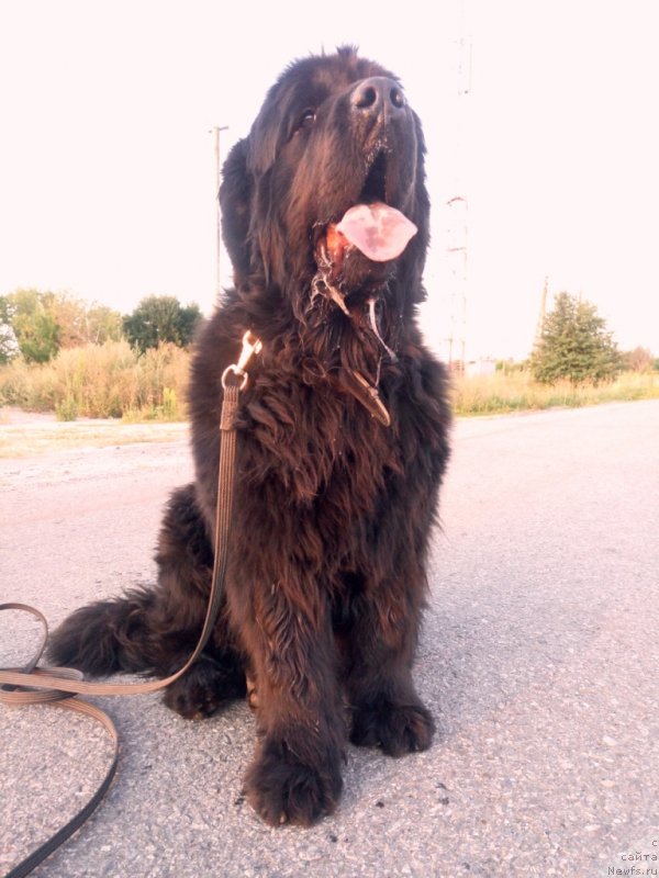 Фото: Amina'z First Toy