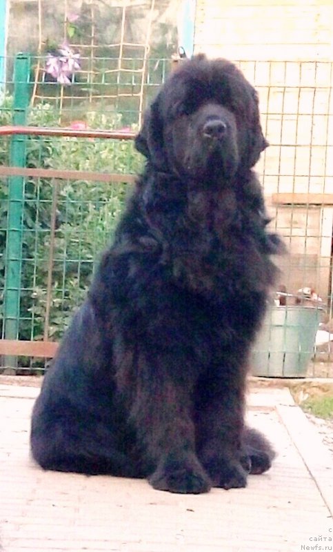 Фото: Amina'z First Toy