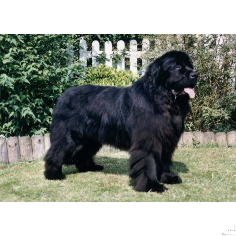 Фото: ньюфаундленд Incredible Hulk vom Trieberg