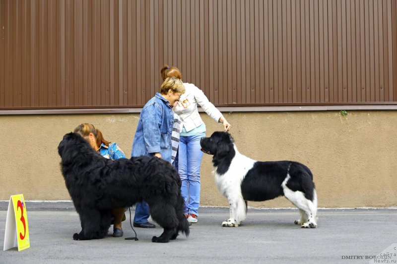 Фото: ньюфаундленд Uma Sibirskiy Medved' (Ума Сибирский Медведь), ньюфаундленд Gordon Ing'l Perikl'z from Rashn Bear (Гордон Инг'л Перикльз фром Рашн Беар)