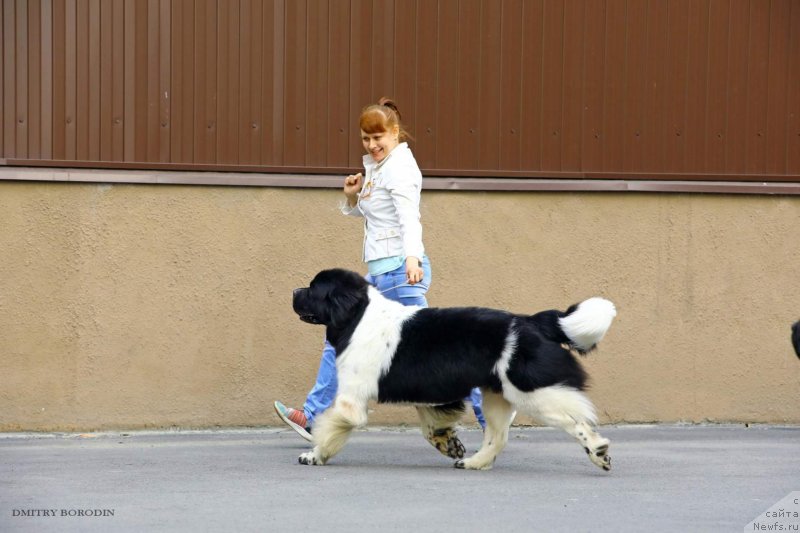Фото: ньюфаундленд Gordon Ing'l Perikl'z from Rashn Bear (Гордон Инг'л Перикльз фром Рашн Беар)