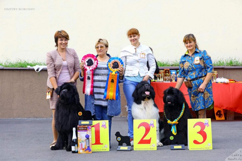 Фото: ньюфаундленд Ih Visochestvo Viola Zhanmonika (Их Высочество Виола Жанмоника), ньюфаундленд Gordon Ing'l Perikl'z from Rashn Bear (Гордон Инг'л Перикльз фром Рашн Беар), ньюфаундленд Uma Sibirskiy Medved' (Ума Сибирский Медведь)