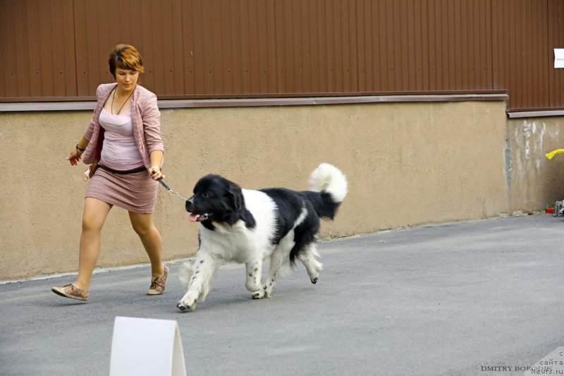 Фото: ньюфаундленд Gordon Ing'l Perikl'z from Rashn Bear (Гордон Инг'л Перикльз фром Рашн Беар)