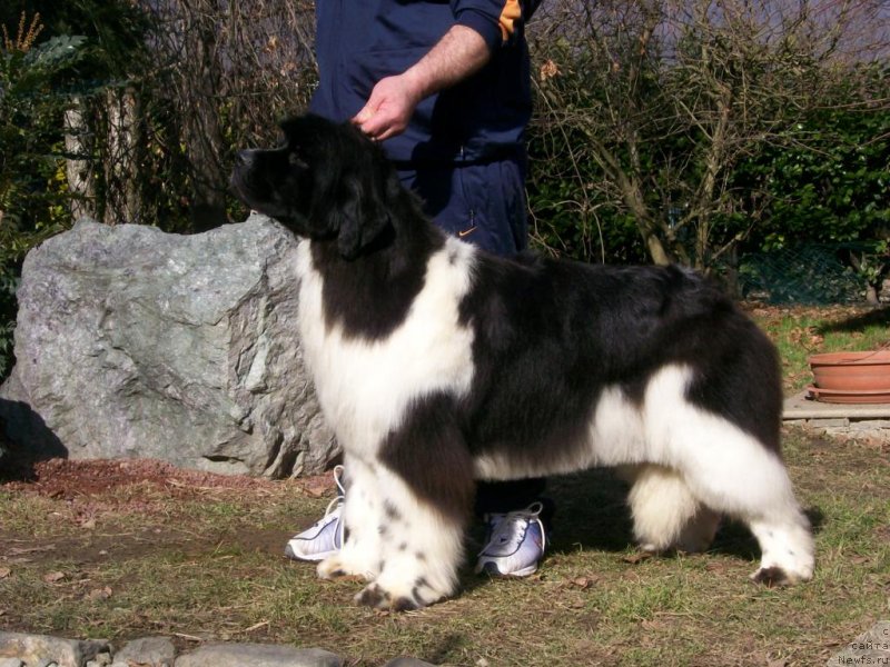 Фото: ньюфаундленд The Waves Sons Newfoundlands Height of Perfection