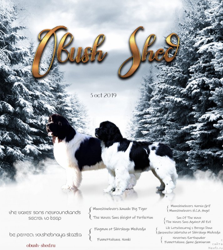 Фото: ньюфаундленд The Waves Sons Newfoundlands Secret To Keep, ньюфаундленд Bi Perfekt Volshebnaya Skazka (Би Перфект Волшебная Сказка)