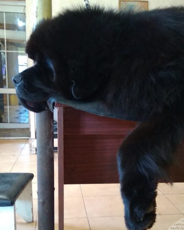 Фото: ньюфаундленд Inviting Look of Love (Инвайтинг Лук оф Лав)