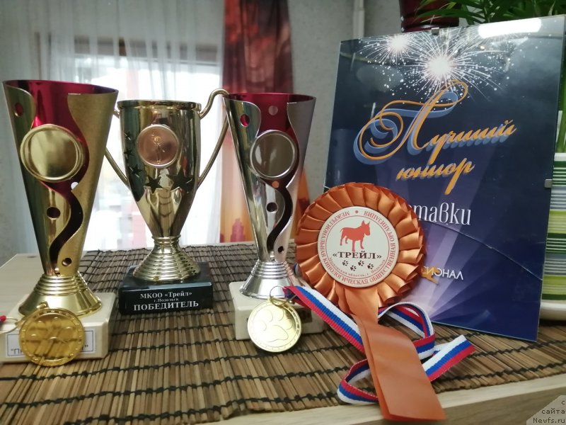 Фото: ньюфаундленд Jemchug Severa ot Karel'skih Medvedey (Жемчуг Севера от Карельских Медведей)