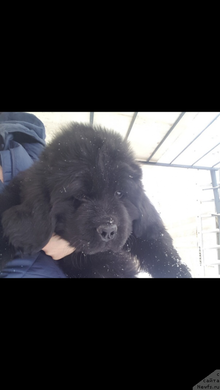 Фото: Никифор