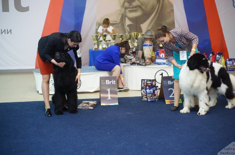 Фото: ньюфаундленд Moon Brook General (Моон Броок Женерал), ньюфаундленд Oukaya Forever Noix-de-Coco