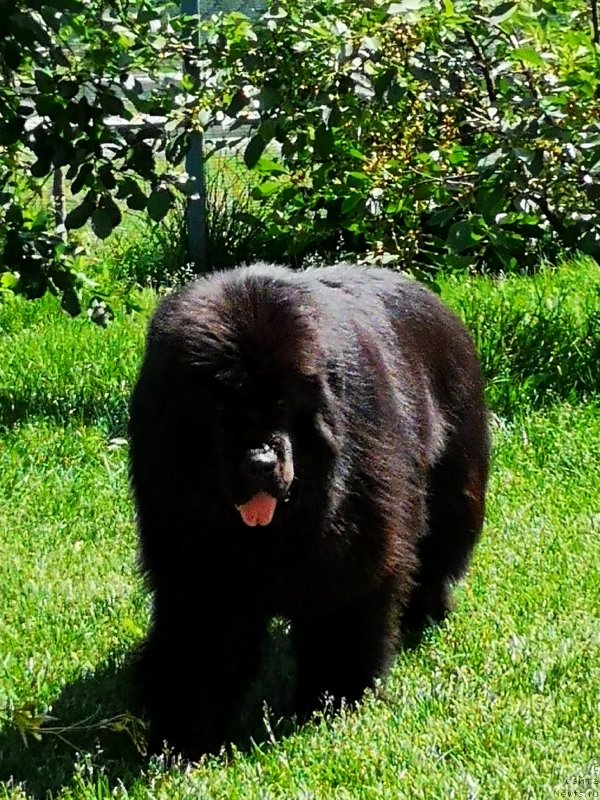 Фото: ньюфаундленд Inviting Look of Love (Инвайтинг Лук оф Лав)