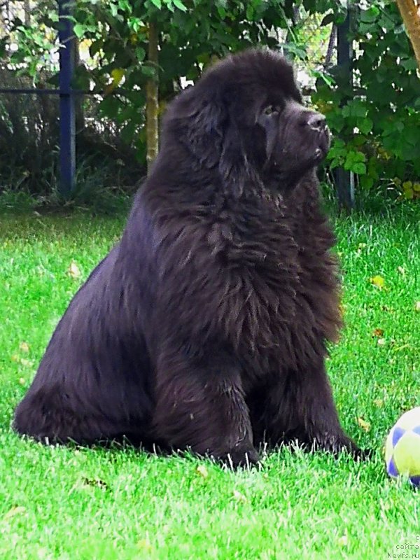 Фото: ньюфаундленд Inviting Look of Love (Инвайтинг Лук оф Лав)