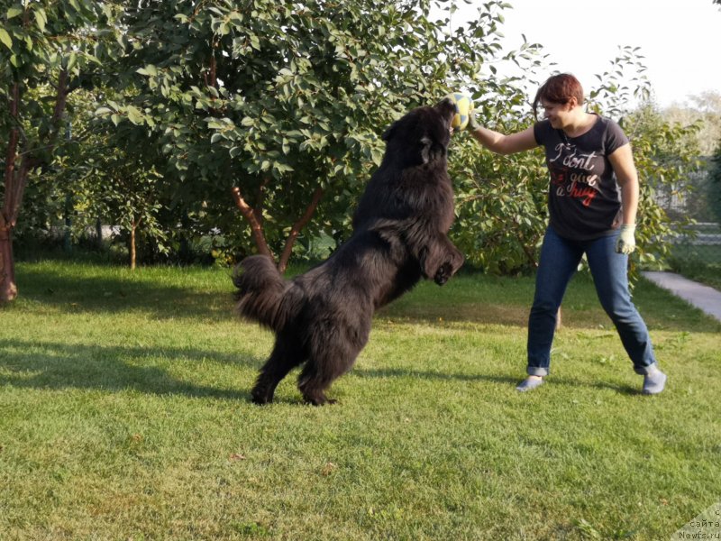 Фото: ньюфаундленд Inviting Look of Love (Инвайтинг Лук оф Лав)