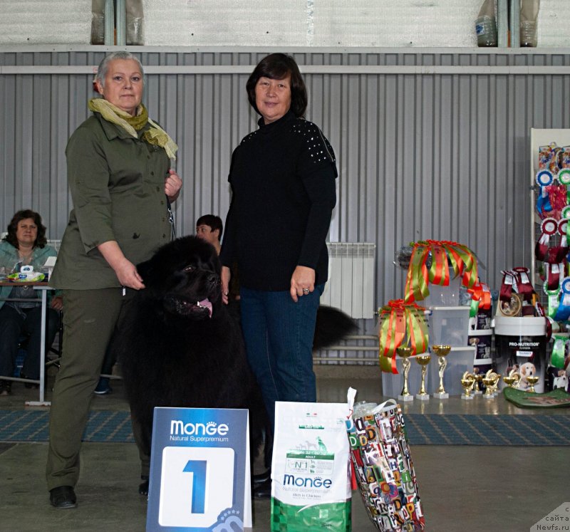 Фото: ньюфаундленд Inviting Look of Love (Инвайтинг Лук оф Лав)