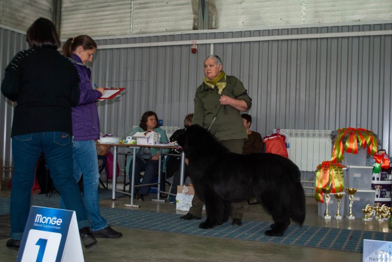 Фото: ньюфаундленд Inviting Look of Love (Инвайтинг Лук оф Лав)