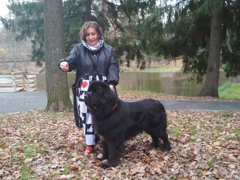 Фото: ньюфаундленд Daanich Veselyiy Rodjer (Даанич Веселый Роджер), Liliana Rahmatova (Лилиана Рахматова)