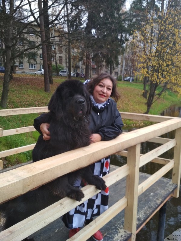 Фото: ньюфаундленд Daanich Veselyiy Rodjer (Даанич Веселый Роджер), Liliana Rahmatova (Лилиана Рахматова)