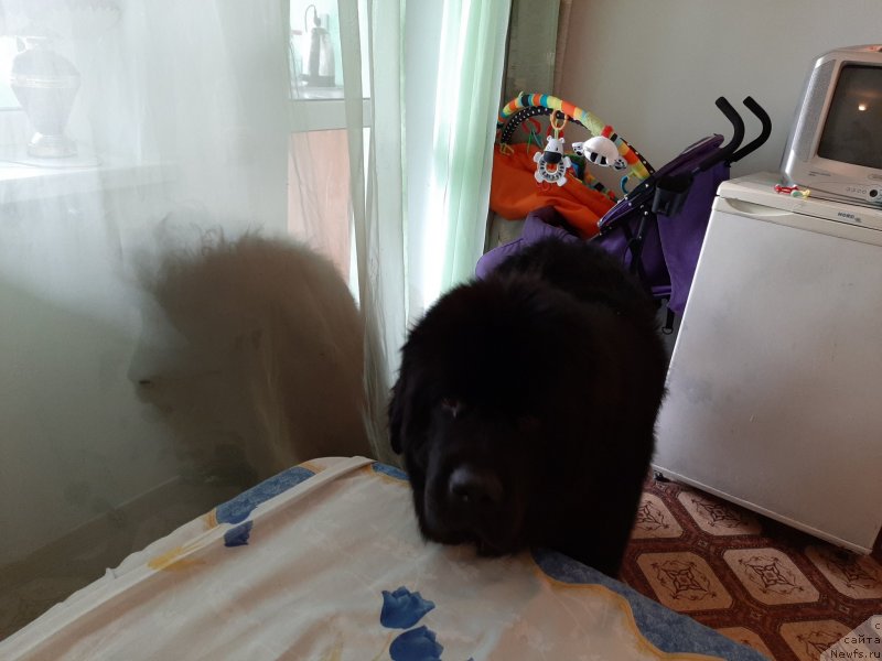 Фотография № 245093