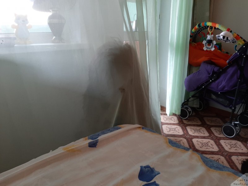 Фотография № 245096