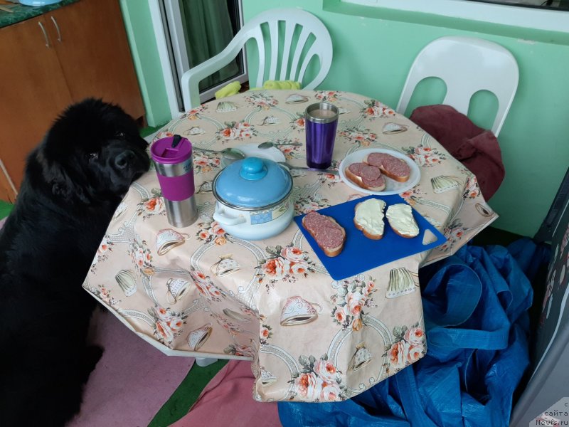 Фотография № 245100