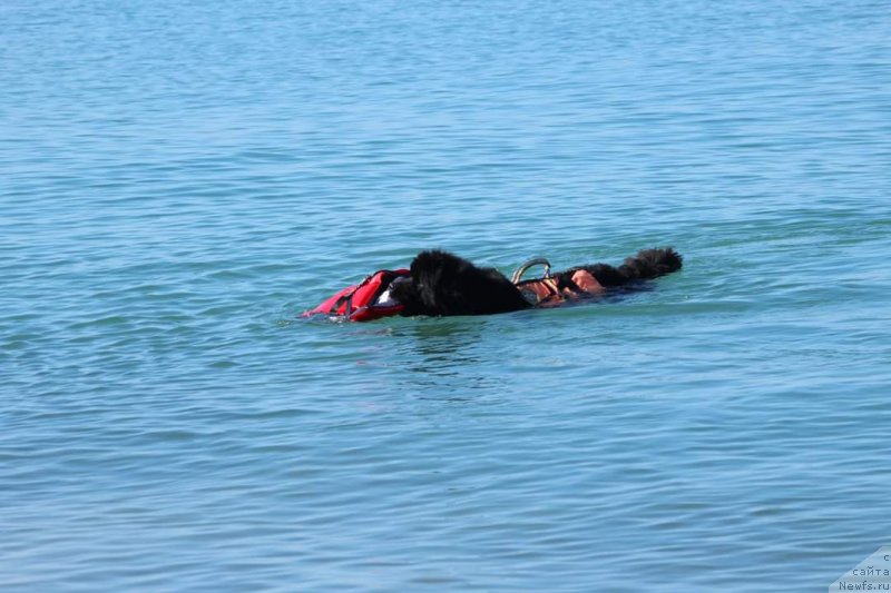 Фото: ньюфаундленд Richchi s Berega Dona (Риччи с Берега Дона)