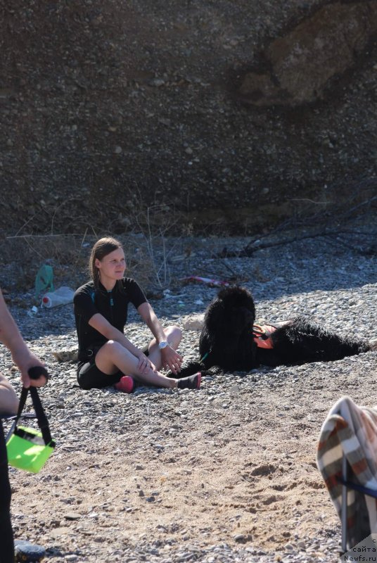 Фото: ньюфаундленд Richchi s Berega Dona (Риччи с Берега Дона), Anastasiya Kireeva (Анастасия Киреева)