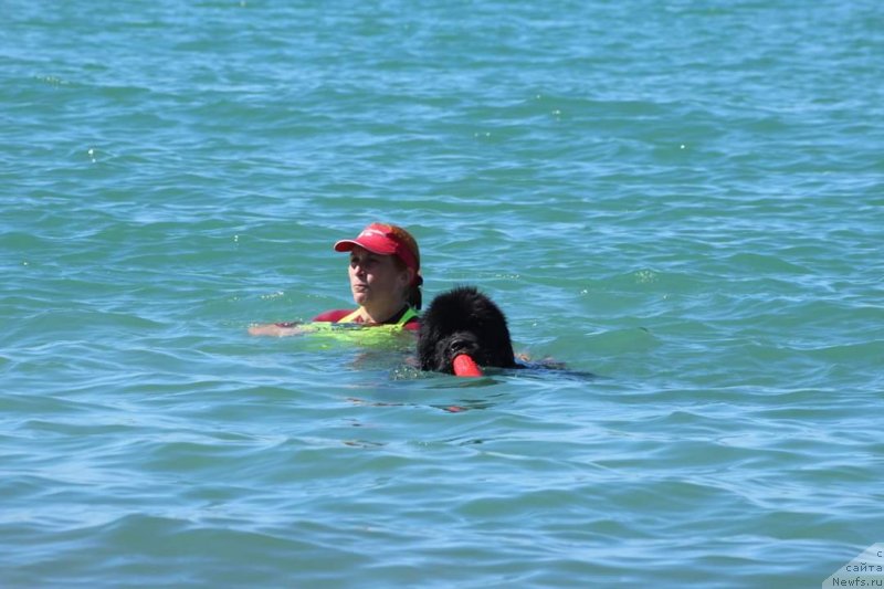 Фото: ньюфаундленд Richchi s Berega Dona (Риччи с Берега Дона)