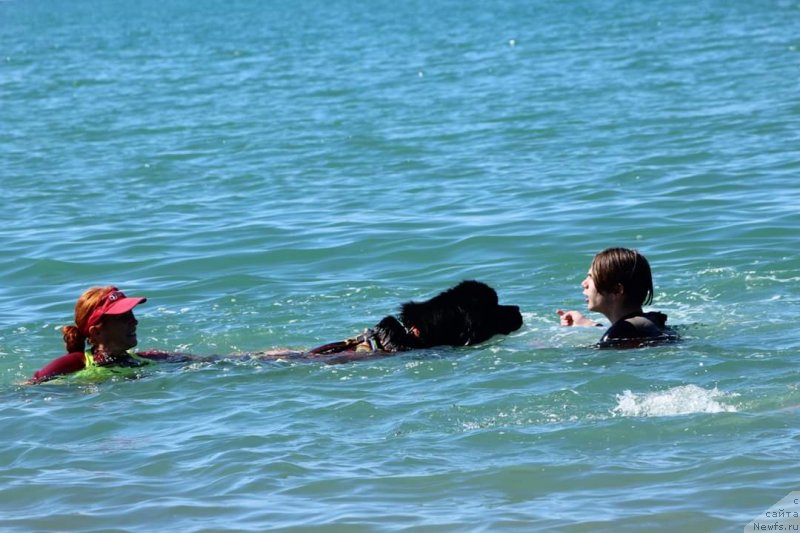 Фото: ньюфаундленд Richchi s Berega Dona (Риччи с Берега Дона)