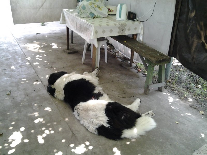 Фото: ньюфаундленд Dar Bogov from Rashn Bear (Дар Богов фром Рашн Беар)