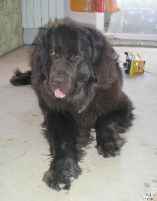 Фото: ньюфаундленд YAntarnaya YAshma Denvera (Янтарная Яшма Денвера)