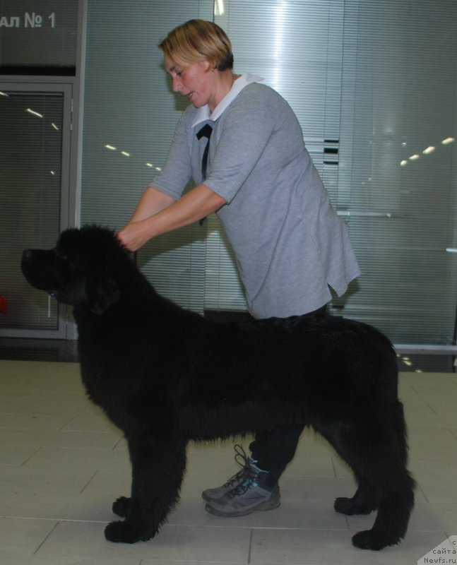 Фото: ньюфаундленд Belkonder-Club Petrogradka (Белкондер-Клаб Петроградка)
