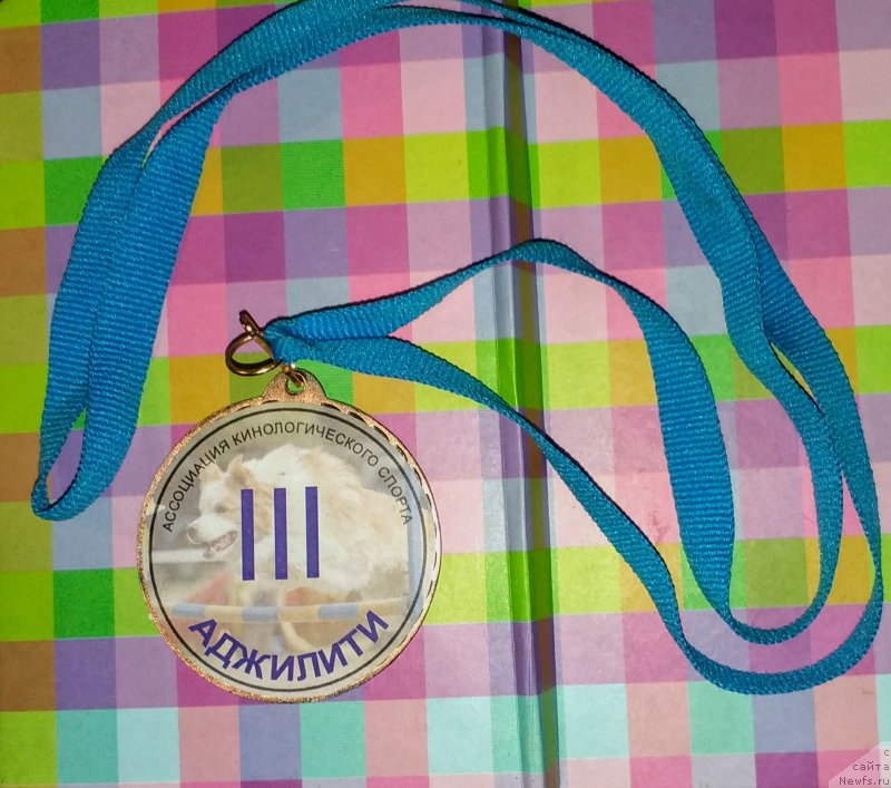 Фото: ньюфаундленд Al'fa Dar Oksa Verka Serdyuchka (Альфа Дар Окса Верка Сердючка)