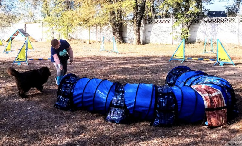 Фото: ньюфаундленд Al'fa Dar Oksa Verka Serdyuchka (Альфа Дар Окса Верка Сердючка)