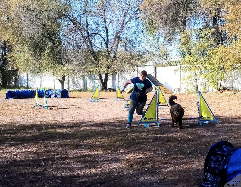 Фото: ньюфаундленд Al'fa Dar Oksa Verka Serdyuchka (Альфа Дар Окса Верка Сердючка)