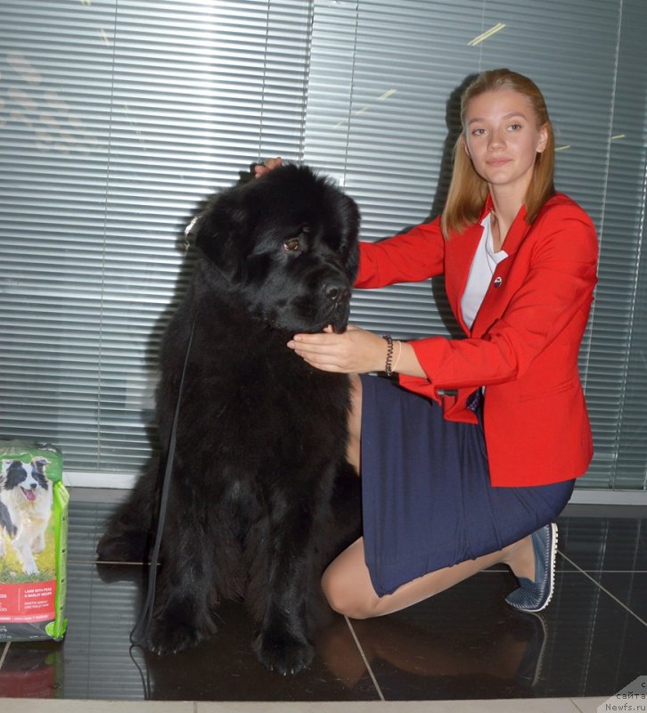 Фото: ньюфаундленд Smigar Glade Spring (Смигар Глейд Спринг)