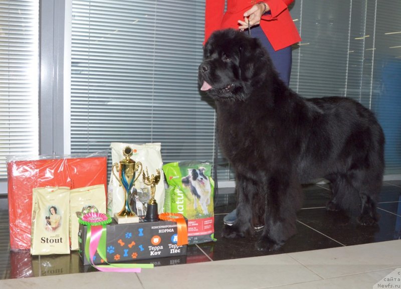 Фото: ньюфаундленд Smigar Glade Spring (Смигар Глейд Спринг)