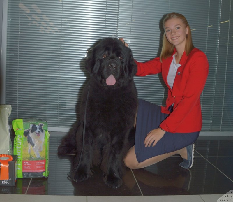 Фото: ньюфаундленд Smigar Glade Spring (Смигар Глейд Спринг)